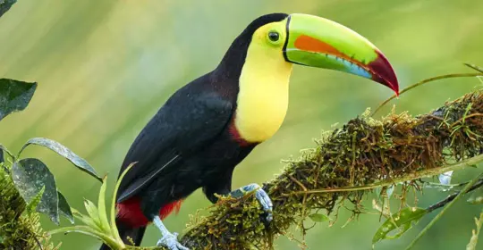 lcosta banner aug25.jpg